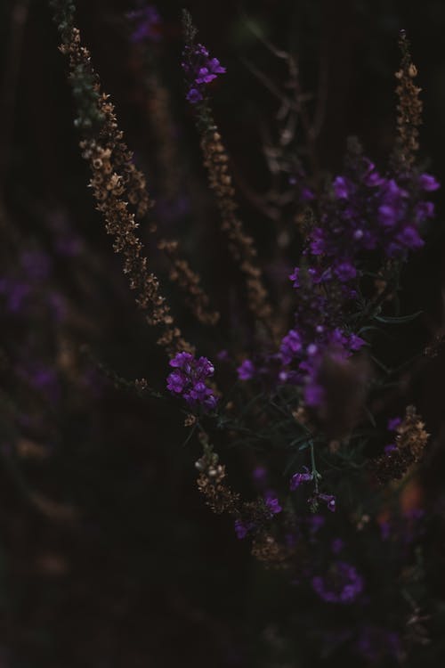 有关垂直拍摄, 植物群, 特写的免费素材图片