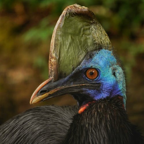 蓝色和绿色孔雀头 · 免费素材图片