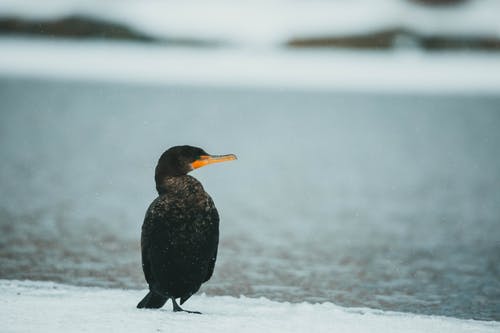 有关垂直拍摄, 大雪覆盖, 水鳥的免费素材图片