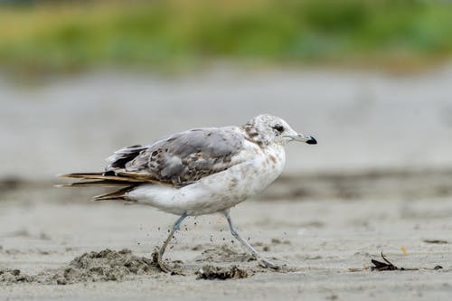 有关動物, 海鷗, 砂的免费素材图片