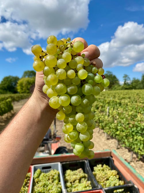 有关绿葡萄, 葡萄酒莊園的免费素材图片