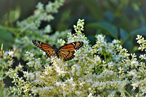 有关傾斜移位, 授粉, 昆蟲學的免费素材图片