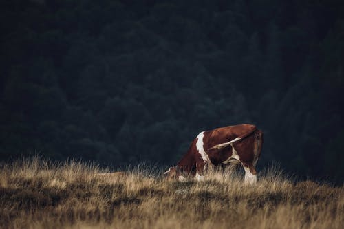 有关動物攝影, 吃草, 哺乳動物的免费素材图片