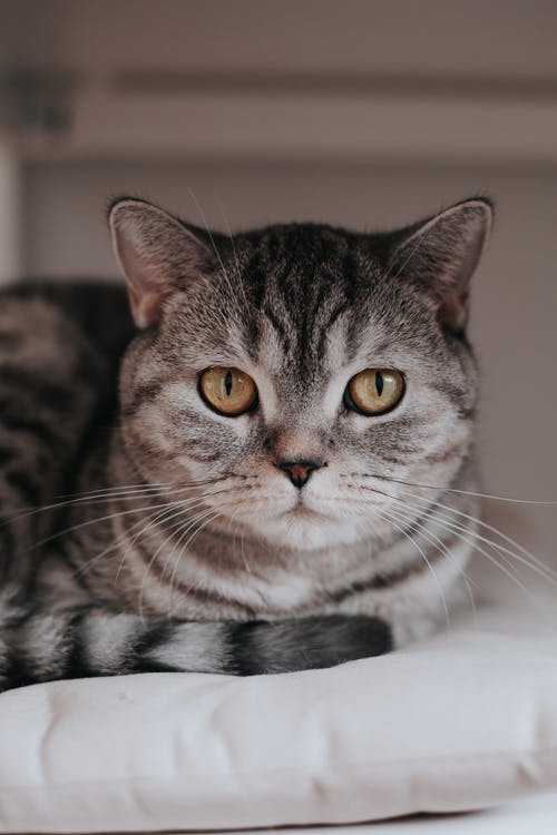 有关動物, 可愛, 哺乳動物的免费素材图片