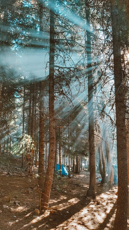 有关垂直拍摄, 天性, 戶外的免费素材图片