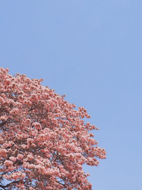 白天粉红树的照片 · 免费素材图片