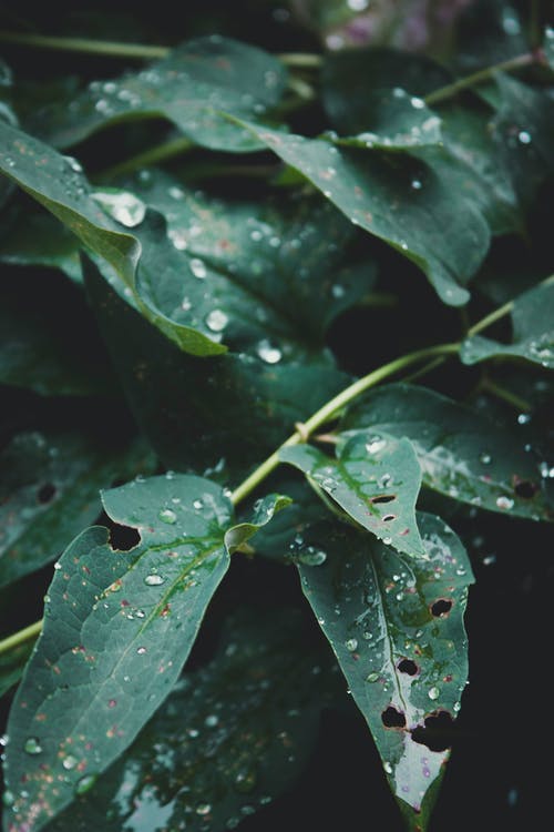 有关垂直拍摄, 天性, 植物學的免费素材图片