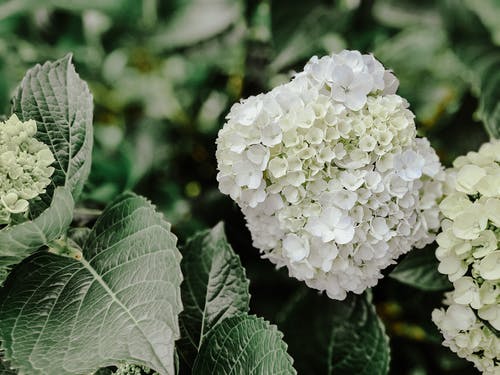 有关戶外, 植物群, 樹葉的免费素材图片