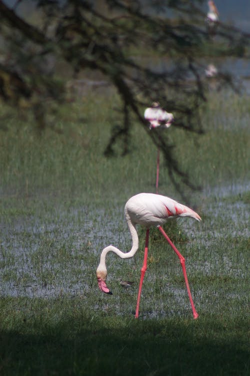 有关動物攝影, 垂直拍摄, 水的免费素材图片