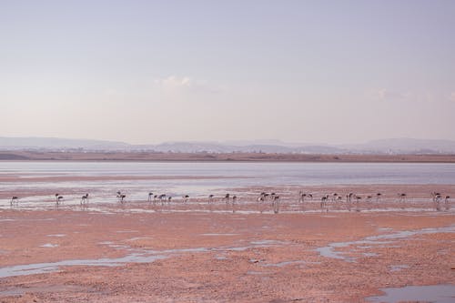 有关動物, 動物攝影, 戶外的免费素材图片