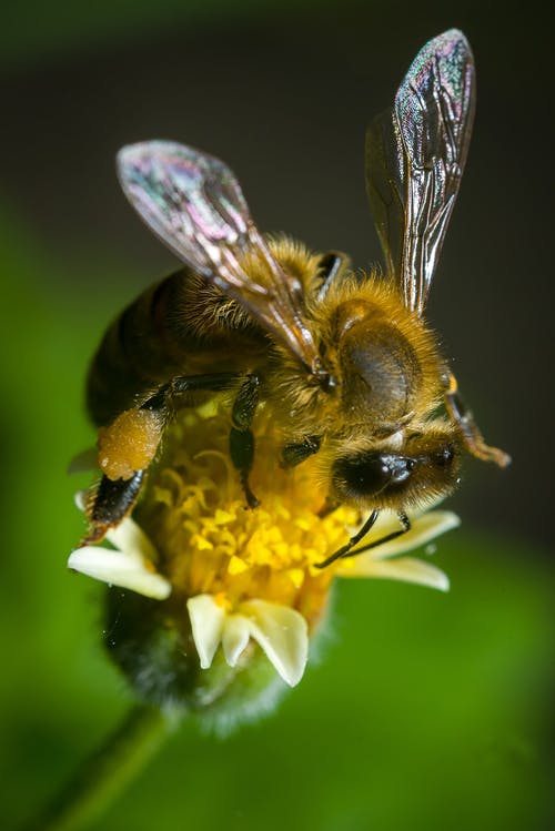 黄色花朵上的黑色和黄色蜜蜂 · 免费素材图片