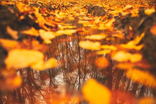 有关堕落, 季節, 戶外的免费素材图片