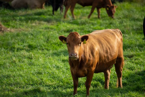 有关哺乳動物, 家畜, 牛的免费素材图片