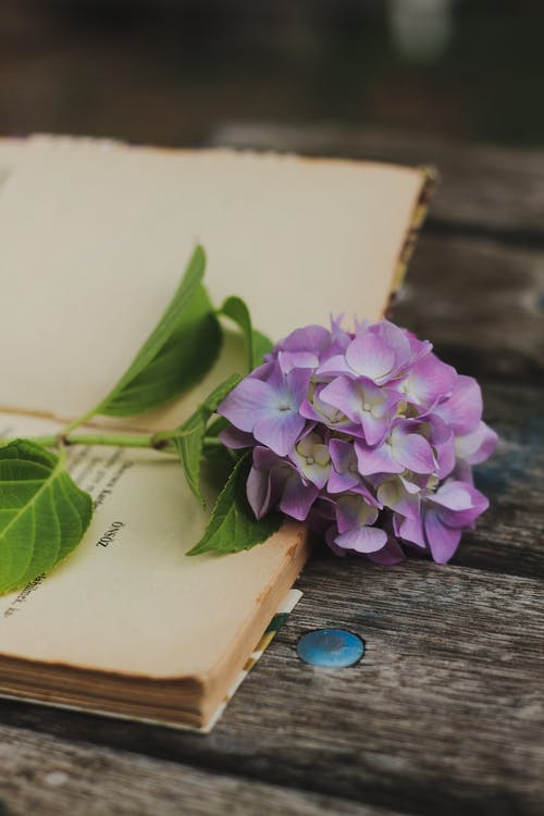 有关垂直的, 打開的書, 木桌的免费素材图片