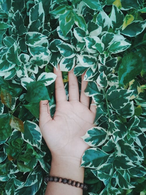 有关增長, 手鍊, 新鮮的免费素材图片