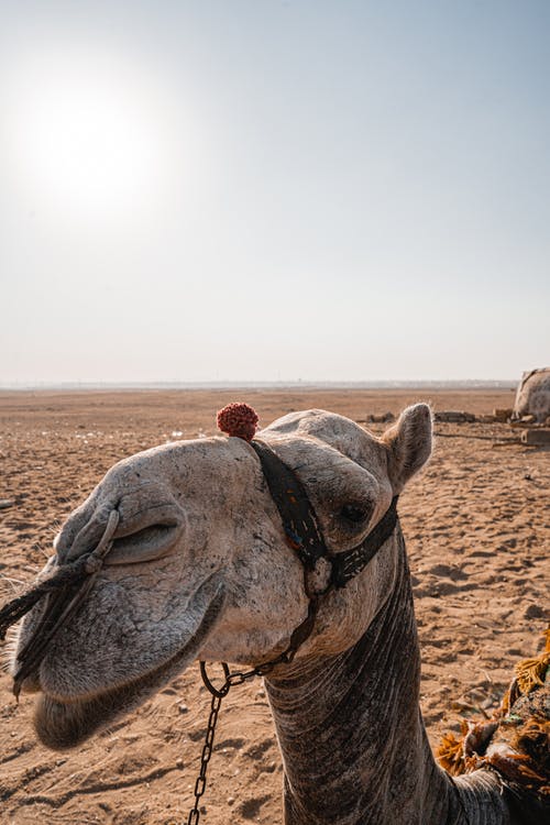 有关動物攝影, 棕色沙子, 沙漠的免费素材图片