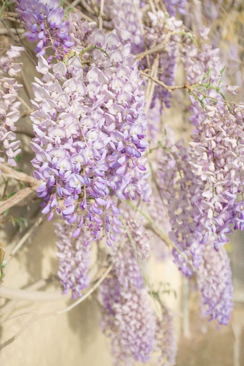 紫色的小花在微距镜头 · 免费素材图片