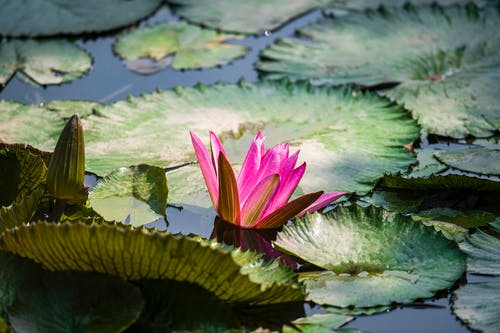 有关天性, 戶外, 植物群的免费素材图片