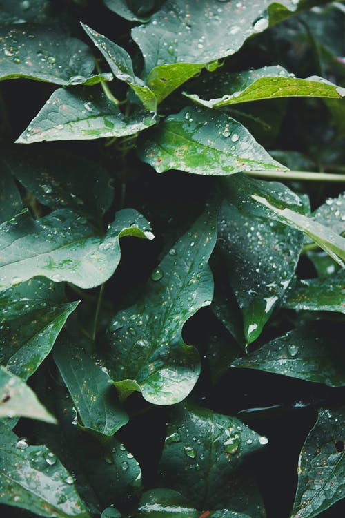 有关垂直拍摄, 天性, 植物學的免费素材图片