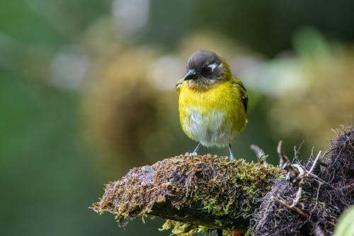 有关動物, 可愛, 天性的免费素材图片