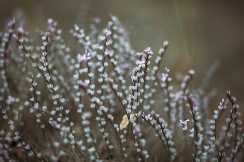 有关calluna酒店, 增長, 微妙的免费素材图片
