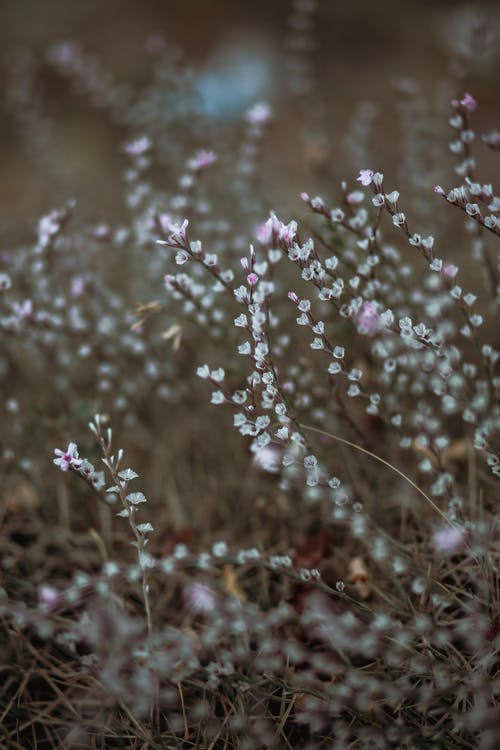 有关calluna酒店, 垂直拍摄, 增長的免费素材图片