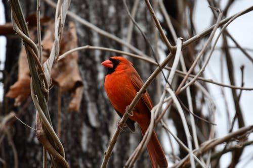 有关動物, 北部红衣主教, 棲息的免费素材图片