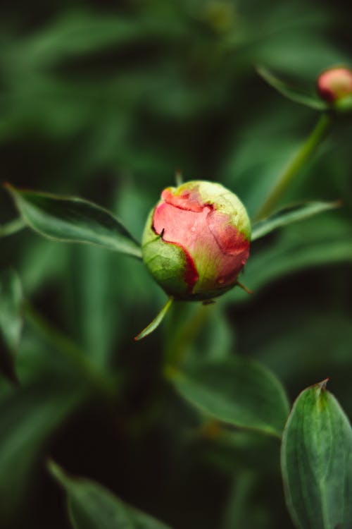 有关垂直拍摄, 微妙, 微距攝影的免费素材图片