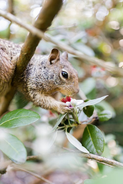有关動物, 動物攝影, 囓齒動物的免费素材图片