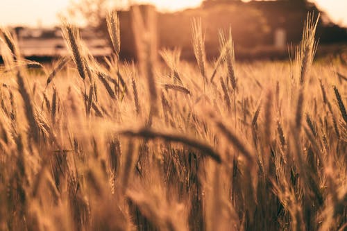 有关增長, 大麥, 小麥的免费素材图片