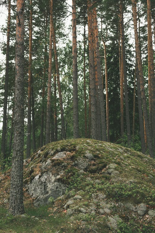 有关天性, 森林, 樹幹的免费素材图片