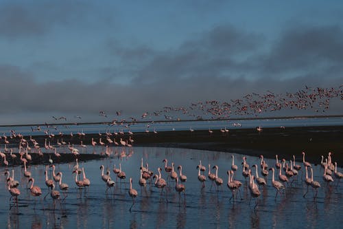 有关岸邊, 水, 羊群的免费素材图片