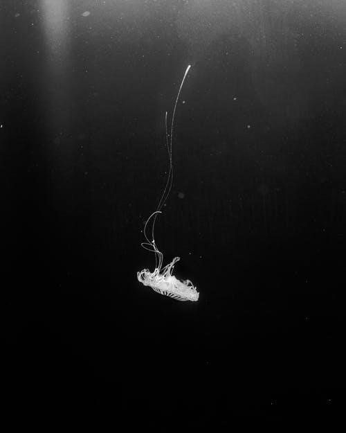 水下水母的单色照片 · 免费素材图片