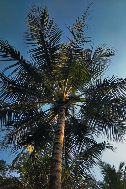 有关低角度拍攝, 椰子樹, 熱帶的免费素材图片