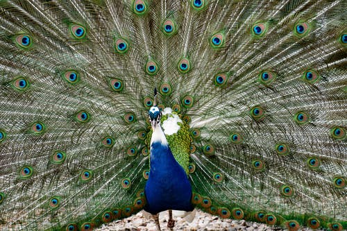 有关動物, 動物攝影, 孔雀的免费素材图片