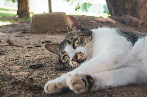 有关動物, 土, 小貓的免费素材图片