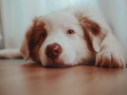 有关動物攝影, 可愛的, 可爱的狗的免费素材图片