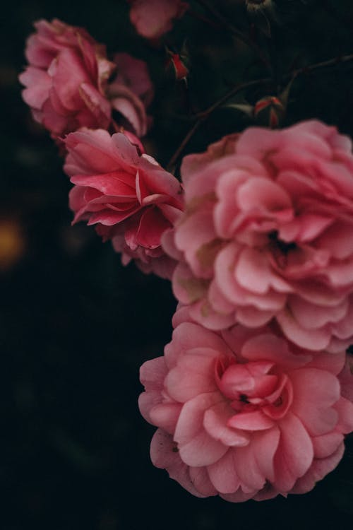 有关優雅, 垂直拍摄, 植物群的免费素材图片