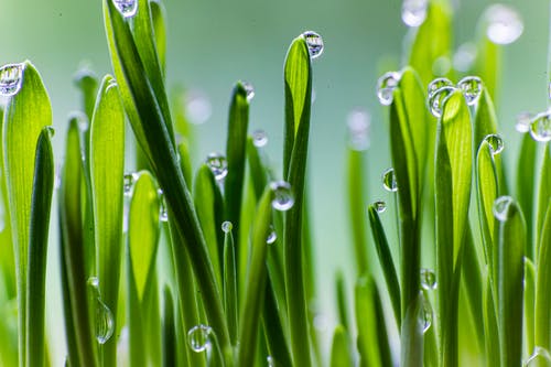 绿草上的水滴 · 免费素材图片