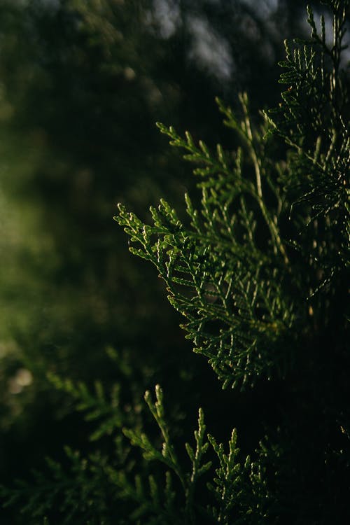 有关垂直拍摄, 常綠, 景深的免费素材图片