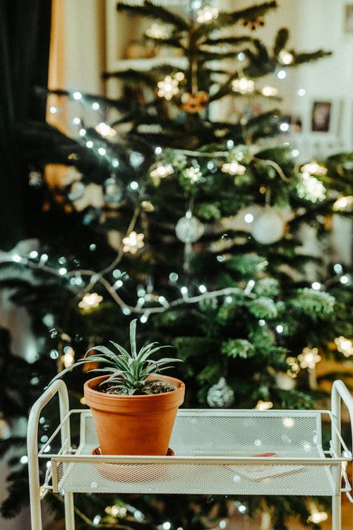 绿色植物在棕色煲 · 免费素材图片