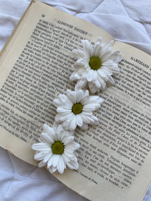 有关垂直拍摄, 打開, 文獻的免费素材图片