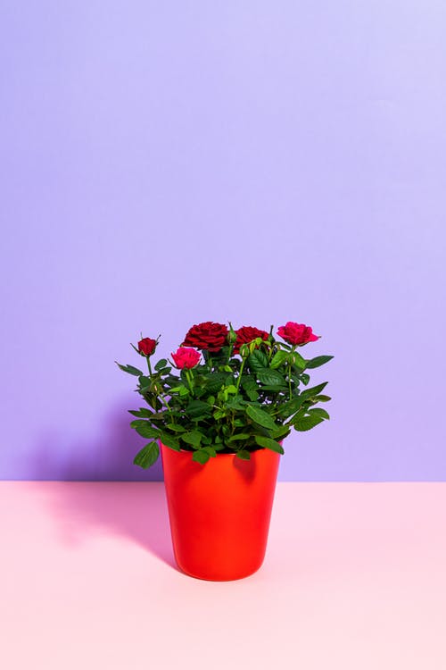有关柔和的背景, 植物群, 玫瑰的免费素材图片