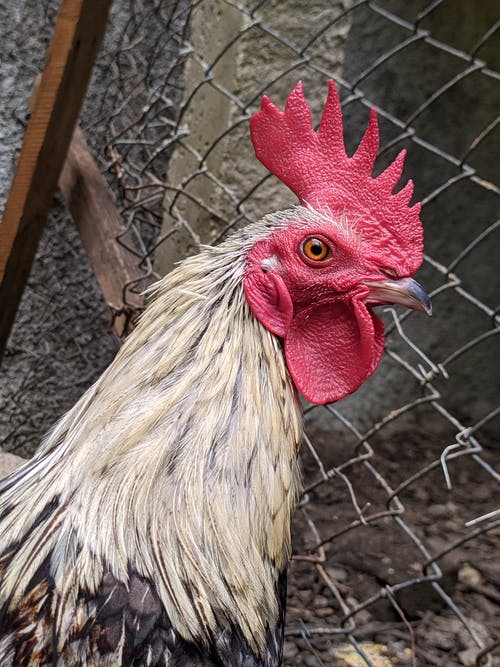 笼子上的白公鸡和黑公鸡 · 免费素材图片