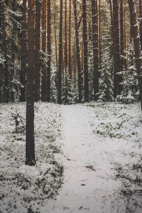 有关冬季, 冷冰的, 垂直拍摄的免费素材图片