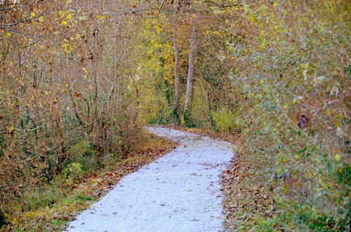 有关天性, 戶外, 森林的免费素材图片