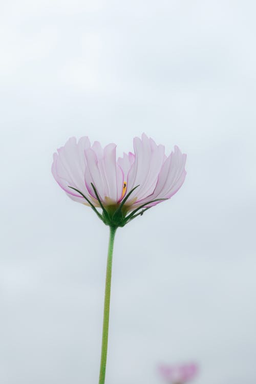 有关坚实的背景, 幹, 特写的免费素材图片