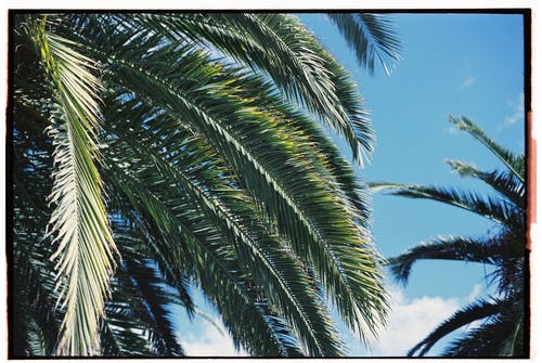 有关圖案, 棕櫚樹葉, 熱帶的免费素材图片