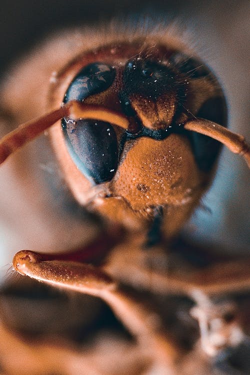 有关垂直拍摄, 宏觀, 昆蟲的免费素材图片