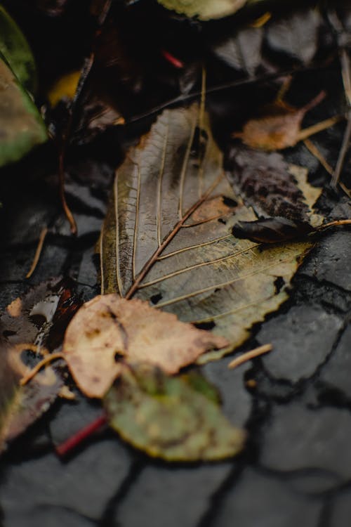 地面上的棕色干叶 · 免费素材图片